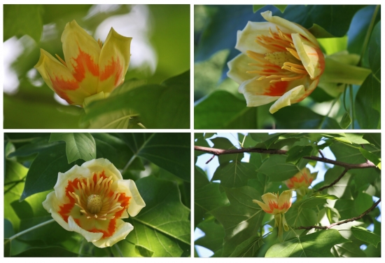 nepoznáte niekto tento strom?