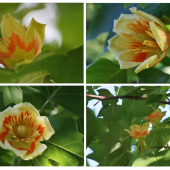 nepoznáte niekto tento strom?