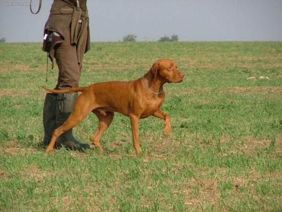 vystavovanie prepeličky