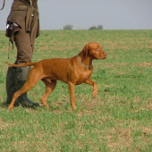 vystavovanie prepeličky