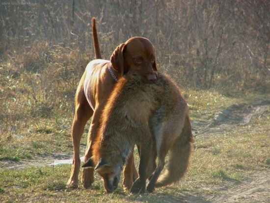 cvičili sme s líškou
