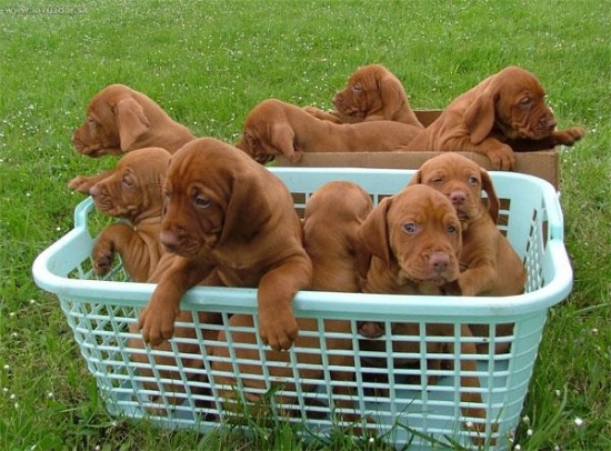 6 týždňový Mini...hádajte, ktorý to je? ...ani ja neviem :-)