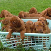 6 týždňový Mini...hádajte, ktorý to je? ...ani ja neviem :-)