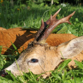 Miniho prvá reálna dohľadávka srnca