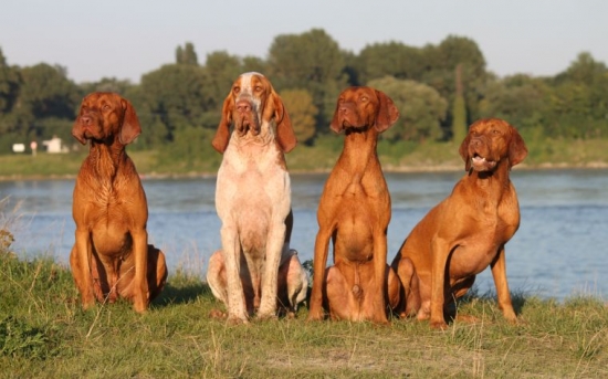 Glen, Argento, Max a Mini