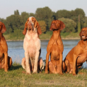 Glen, Argento, Max a Mini