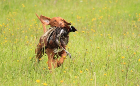 Maxík a jeho dohľadávka bažanta