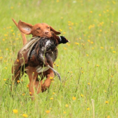 Maxík a jeho dohľadávka bažanta
