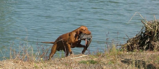 MJK-prinášanie kačice z hlbokej vody
