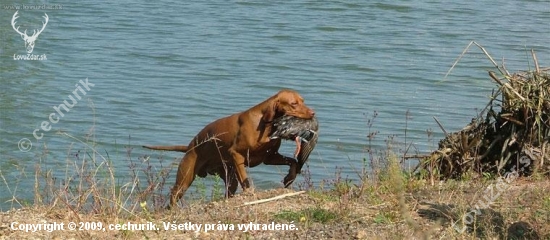 MJK-prinášanie kačice z hlbokej vody