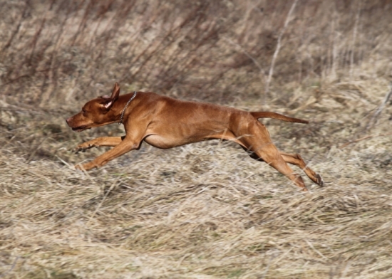 Mini pri dohľadávke aportíku