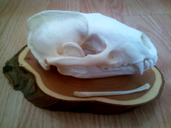 Dve trofeje z jedného jazveca