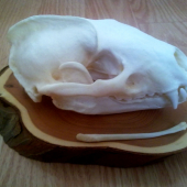 Dve trofeje z jedného jazveca