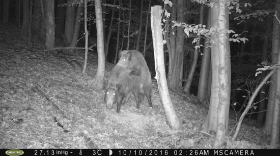 bez hanby v októbri