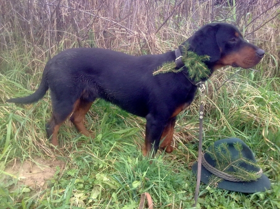 Fico Žičiho Pustatina SD I.cena