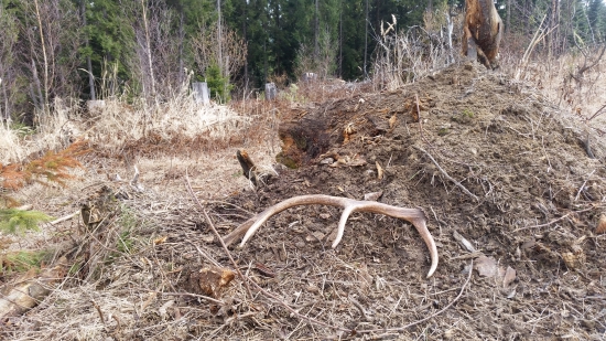 uspesna prechadzka :-)