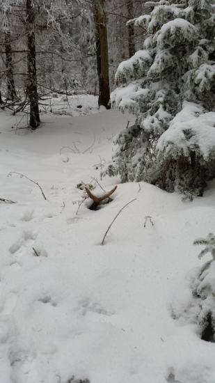 Uspesna stedrovecerna prechadzka :)