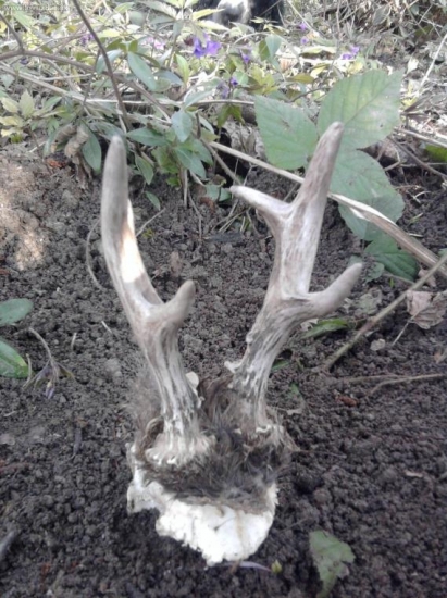 moj psik bol sikovny dnes mi doniesol tento uhyn..:)