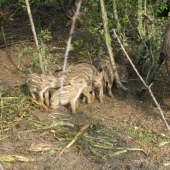 Diviačia obôrka PZ Panica-Valice
