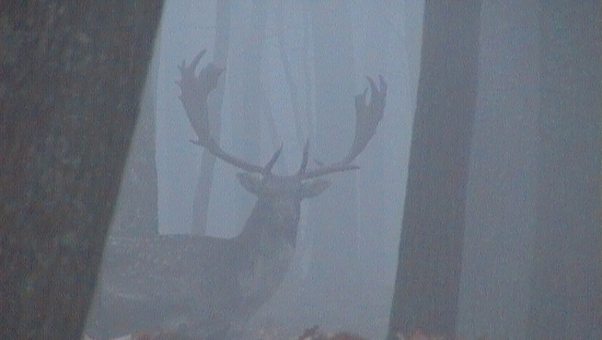 kráľ z hmly 2-foto z kamery