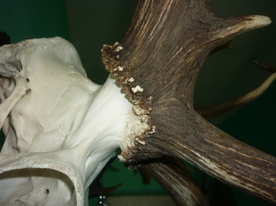 detail pučnice 18 toráka