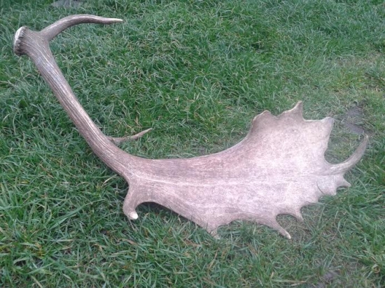 ocova zlatá lopata iný pohľad