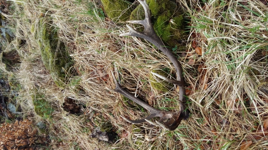 nepravidelny 16 torak