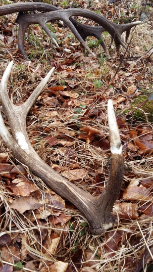 tohto rocny 12 torak a uz dohryzeny