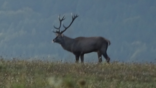 ruja2017