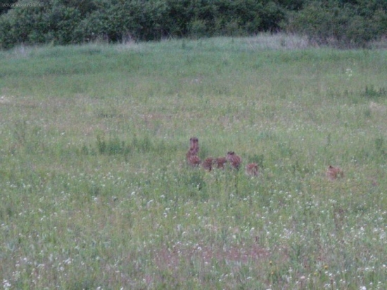 prasiatka bez prasnice