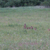 prasiatka bez prasnice