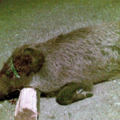 je v tom novy puskohlad abo nieco ine....? :)