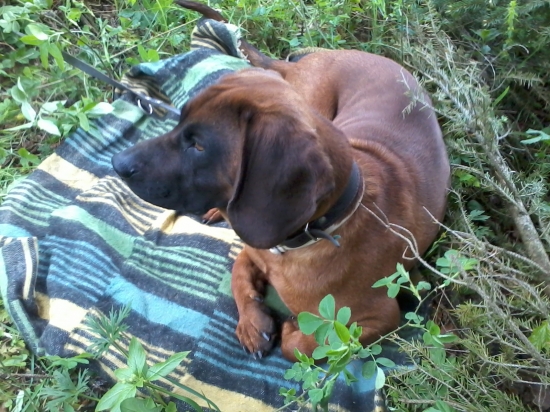 Ako sme na srnca čakali....