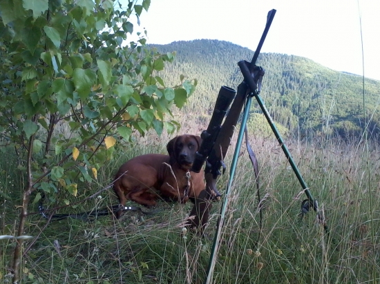 Ako sme na srnca čakali....