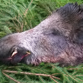 Spomienka na sezónu 2014