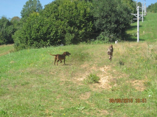 Výcvikový deň KCHF