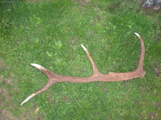 Osmáčik