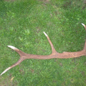 Osmáčik