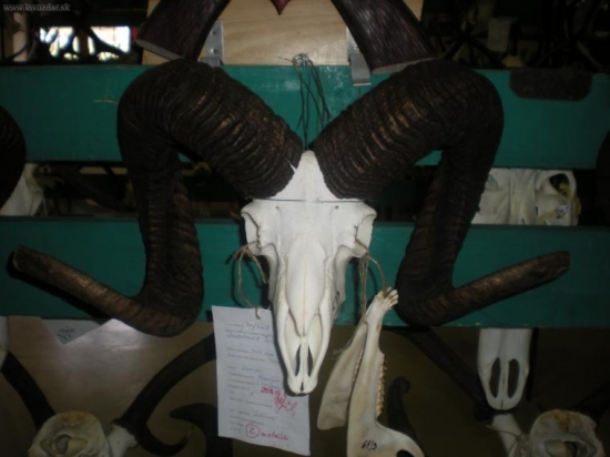 Z chovateľskej prehliadky