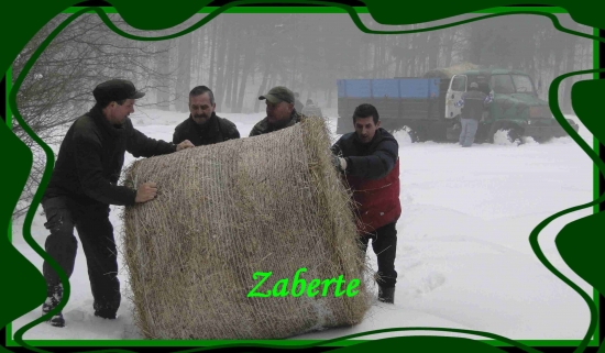 Včerajšie prikrmovanie.