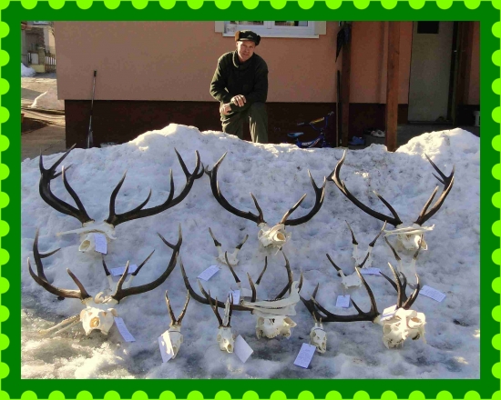 Pred odvozom na chovateľskú.