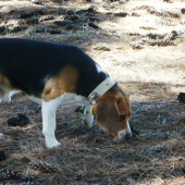 Mám stopu gazda.....!!!