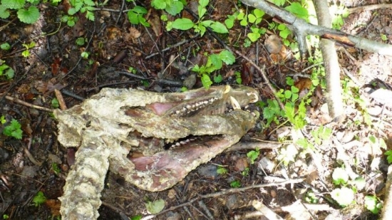 Dnes najdený kamošom