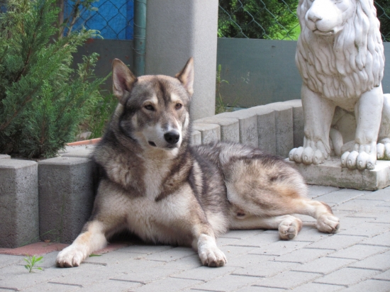 Západosibírska lajka Indy