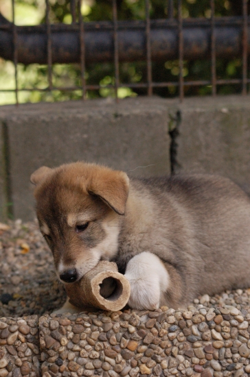Západosibírska lajka Indy