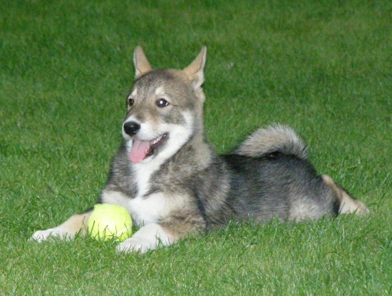 Západosibírska lajka Indy