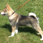 Západosibírska lajka Indy