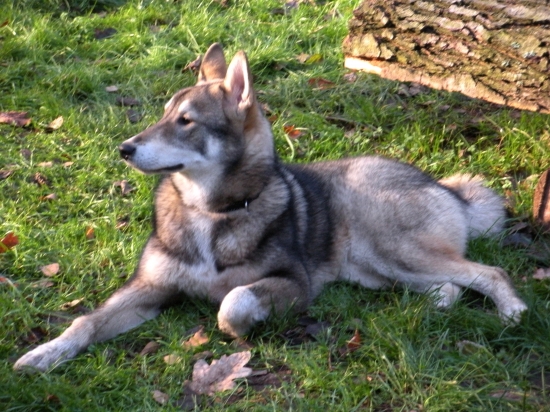 Západosibírska lajka Indy