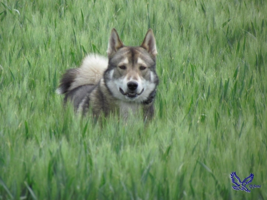 Západosibírska lajka Indy