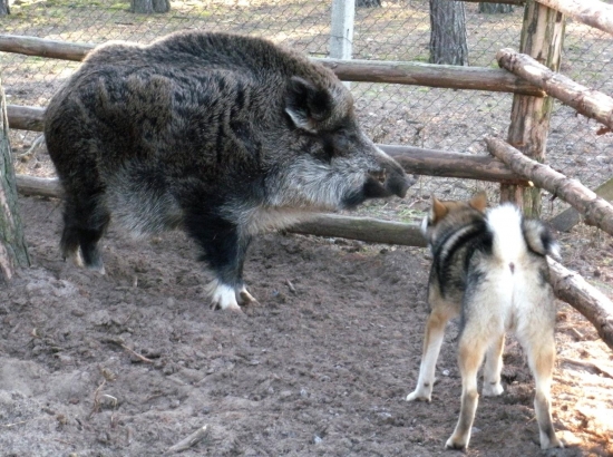 Západosibírska lajka Indy